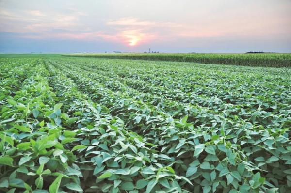 USDA Forecasts More Soybeans, Fewer Corn Acres in 2026